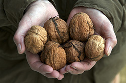 核桃仁的營養(yǎng)價值 對腫瘤有改善癥狀的作用