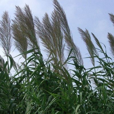 蘆葦根的作用  蘆葦根六大功效