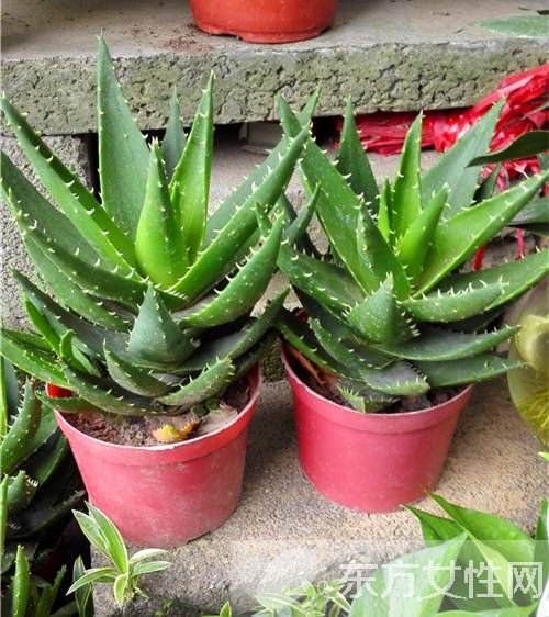 蘆薈怎么美容 蘆薈面膜補(bǔ)水滋潤(rùn)又消炎