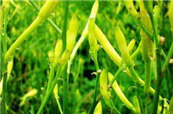 想知道 金針菜是什么