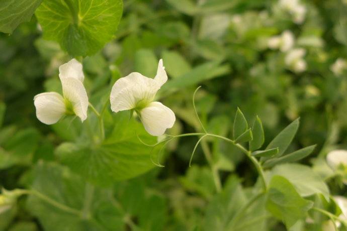 長(zhǎng)壽養(yǎng)生方法有哪些 平時(shí)養(yǎng)生是關(guān)鍵