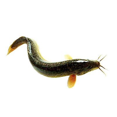 你不知道的水中之參-泥鰍的藥用價(jià)值