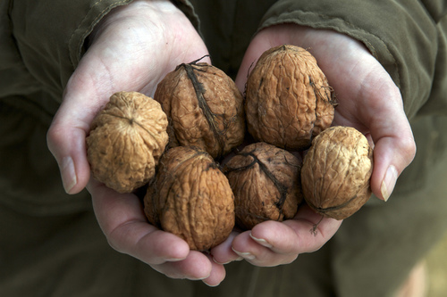 核桃仁的營養(yǎng)價(jià)值 對(duì)腫瘤有改善癥狀的作用