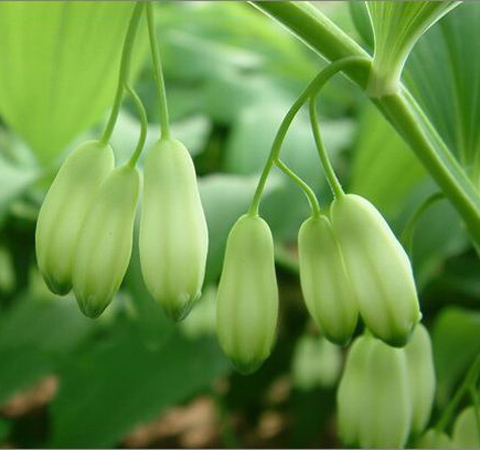 養(yǎng)陰潤燥 玉竹的作用與功效和副作用介紹