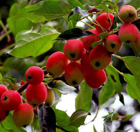 生津止渴 海棠果的功效及食用好處介紹