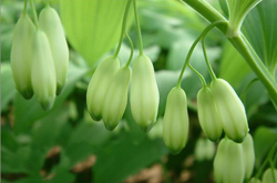 養(yǎng)陰潤燥 玉竹的作用與功效和副作用介紹