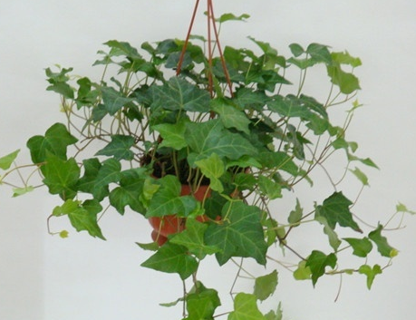 常春藤的作用主要是凈化空氣