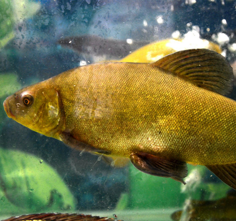 補氣血益脾胃 丁桂魚的營養(yǎng)價值介紹