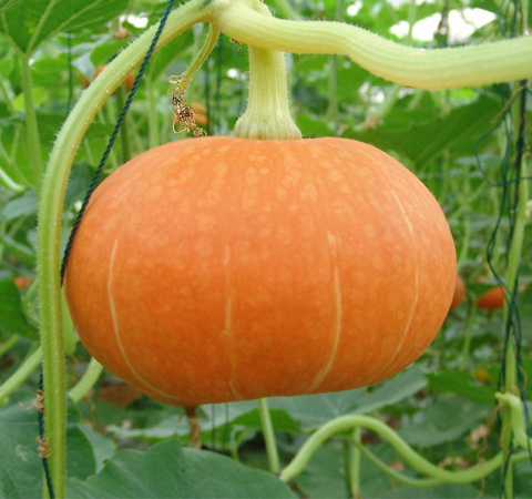 雌性激素食物 五種幫女性補(bǔ)充雌激素的食物