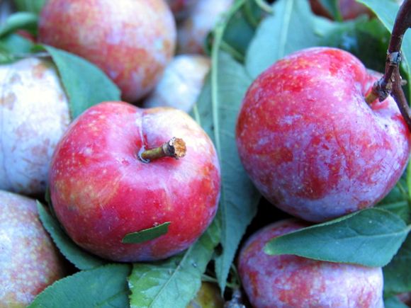 關(guān)于李子的營養(yǎng)價值及適宜人群介紹