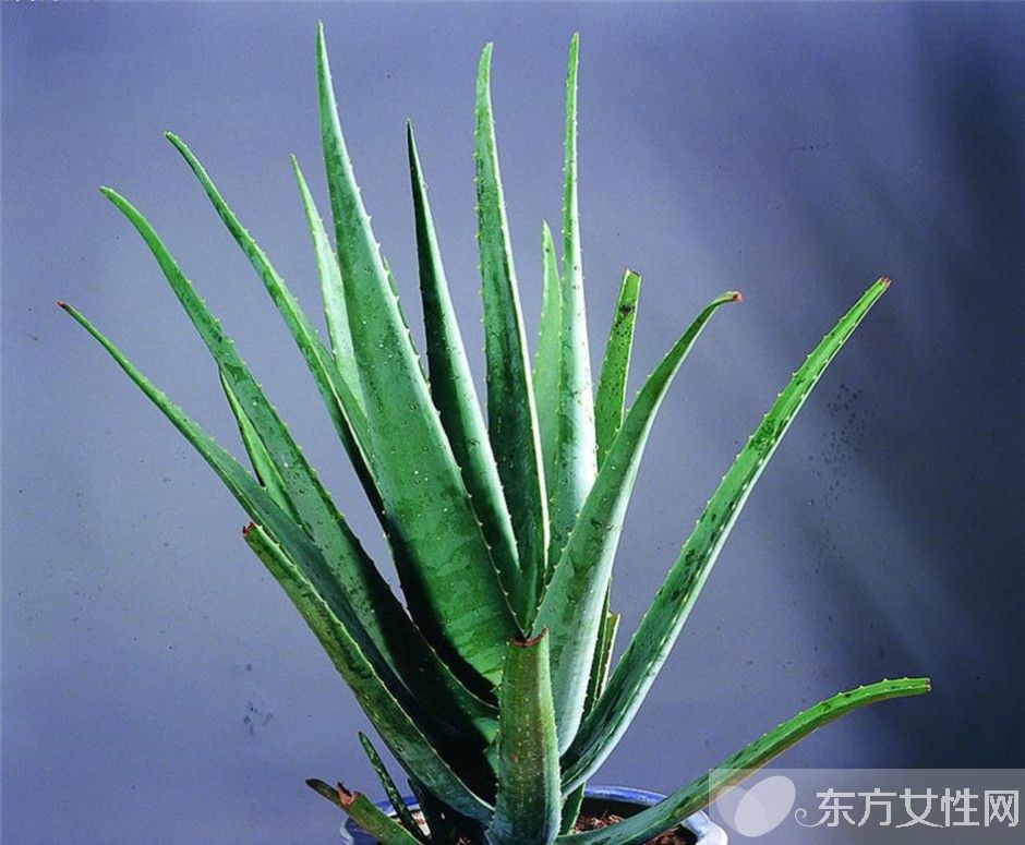 蘆薈怎么美容 蘆薈面膜補(bǔ)水滋潤(rùn)又消炎