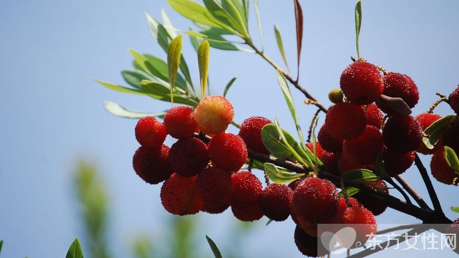 楊梅泡酒的功效與作用 楊梅泡酒怎么做
