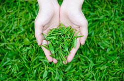 喝西湖龍井的好處 真的讓你意想不到