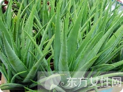 蘆薈怎么美容 蘆薈面膜補(bǔ)水滋潤(rùn)又消炎