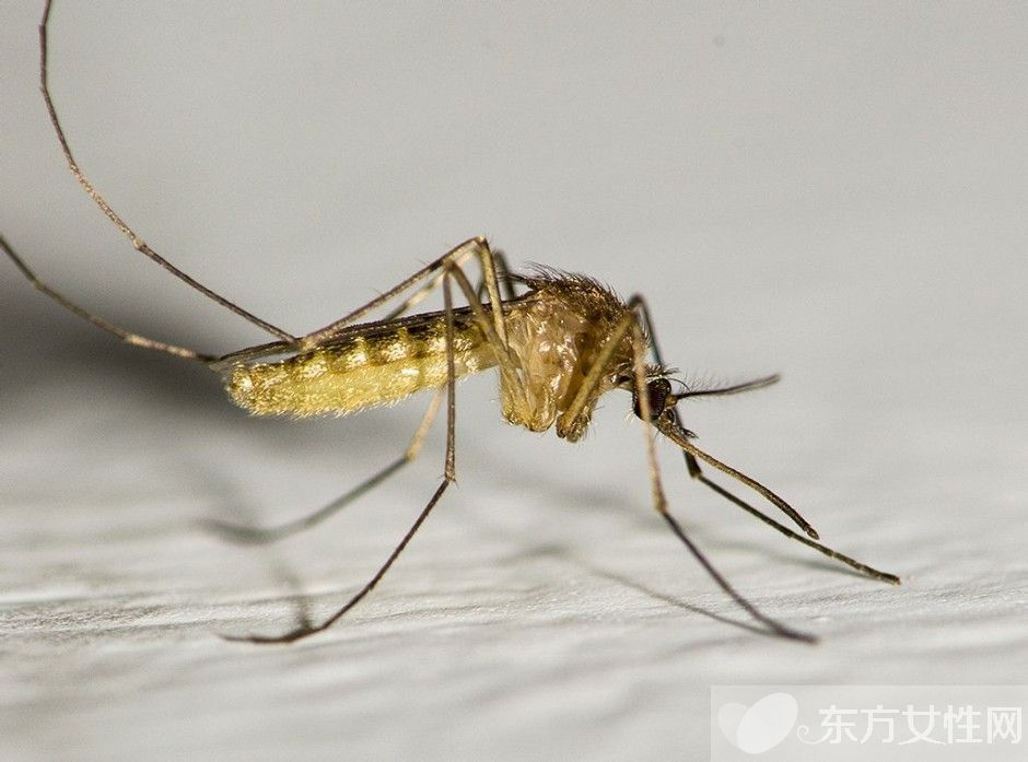 防蚊妙招快收好 蚊子憑氣味選擇對(duì)象