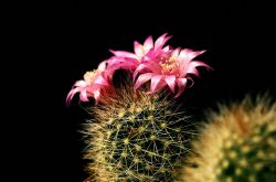 仙人球怎么澆水 仙人球的擺放風水禁忌