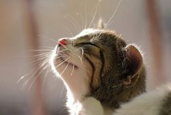 怎么滅螨蟲 螨蟲都在什么地方滋生