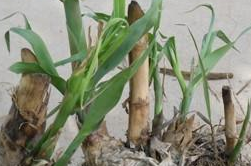 蘆葦根的作用  蘆葦根六大功效