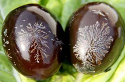 高血壓病人少吃 松花蛋的營養(yǎng)和吃法介紹