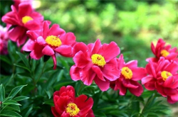 養(yǎng)肝護(hù)肝 芍藥花的作用和種植方法介紹