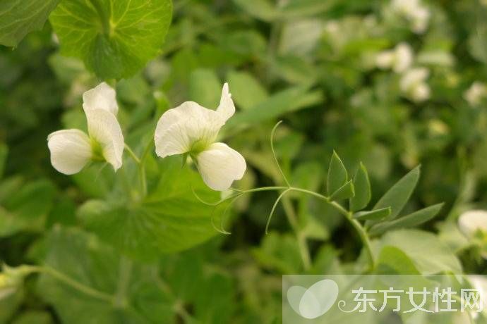 長壽養(yǎng)生方法有哪些 平時養(yǎng)生是關(guān)鍵