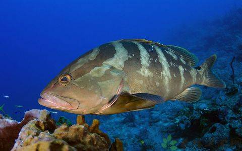 石斑魚的做法大全 解讀石斑魚的營養(yǎng)價值及功效