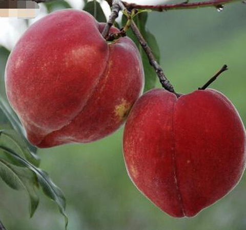 血桃的營(yíng)養(yǎng)價(jià)值及食用方法介紹