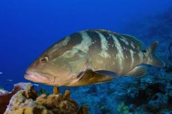 石斑魚的做法大全 解讀石斑魚的營(yíng)養(yǎng)價(jià)值及功效