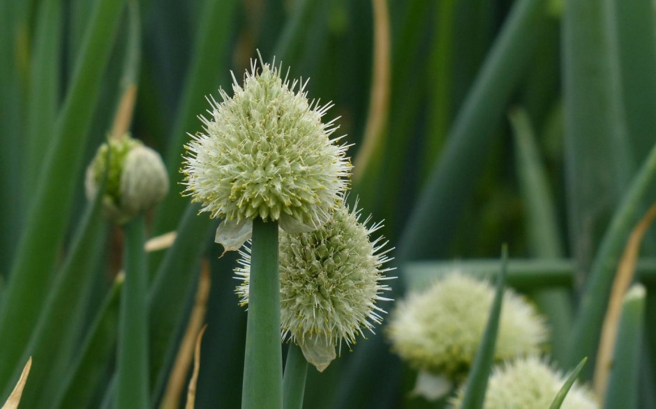 蔥的好處有哪些 吃蔥注意四大飲食禁忌