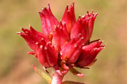 紅景天的副作用及使用注意事項(xiàng)介紹