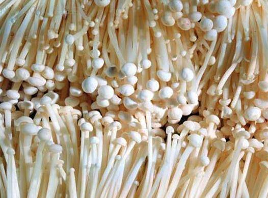 金針菇的營(yíng)養(yǎng)價(jià)值大盤(pán)點(diǎn) 金針菇不止?fàn)I養(yǎng)豐富這么簡(jiǎn)單