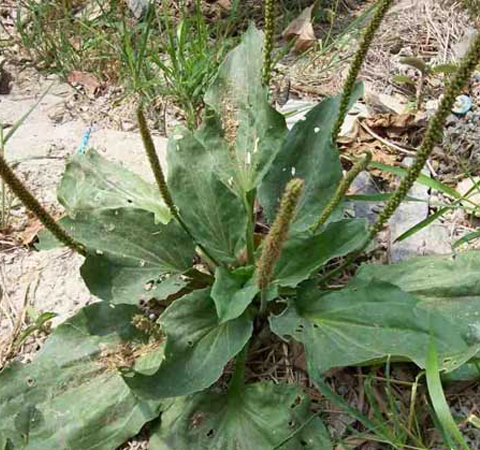 多吃會(huì)傷肝腎 車前草的副作用有哪些