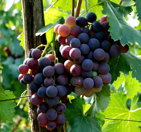 葡萄籽的功效和作用及副作用介紹