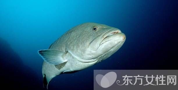 石斑魚的做法大全 解讀石斑魚的營養(yǎng)價值及功效