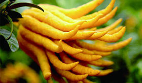 佛手的功效與作用及藥用價值