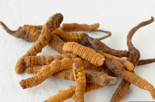 蟲(chóng)草是什么     冬蟲(chóng)夏草是之一