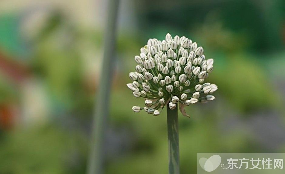 蔥的好處有哪些 吃蔥注意四大飲食禁忌