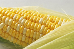 玉米和玉米須的藥用價(jià)值有哪些