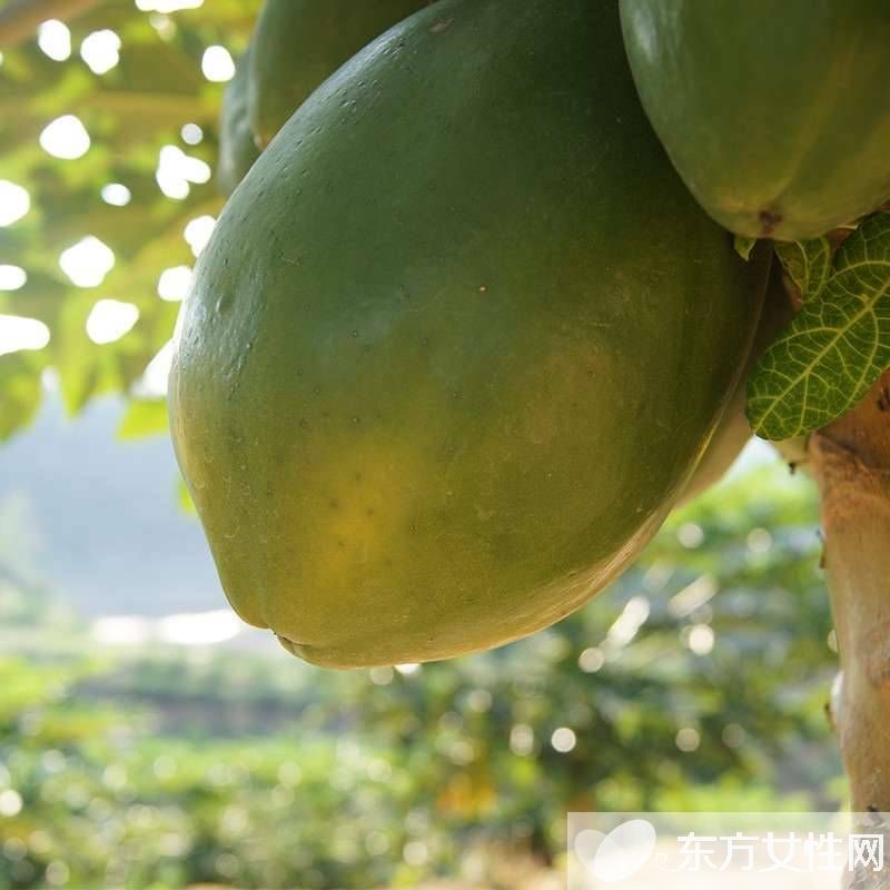青木瓜的吃法有哪些 推薦十種青木瓜做法詳解