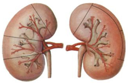 急性腎炎癥狀和急性腎炎治療方法介紹