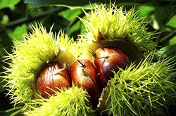 栗子怎么做好吃 板栗這么煮讓你回味無窮