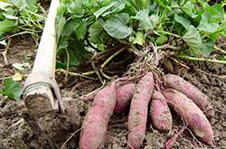 紅薯不能和什么一起吃 吃紅薯可導(dǎo)致的四種危害