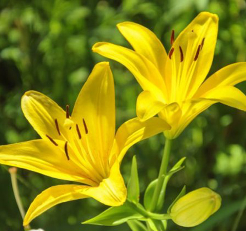 惡心嘔吐 黃連素的副作用有哪些