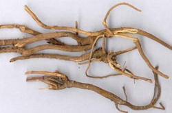 春柴胡的功效與作用及用藥禁忌介紹