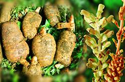 天麻的副作用有哪些 天麻竟還能治療老年癡呆