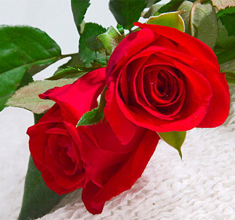 平撫情緒 玫瑰花的療效介紹