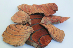 正確使用 雞血藤的副作用有哪些