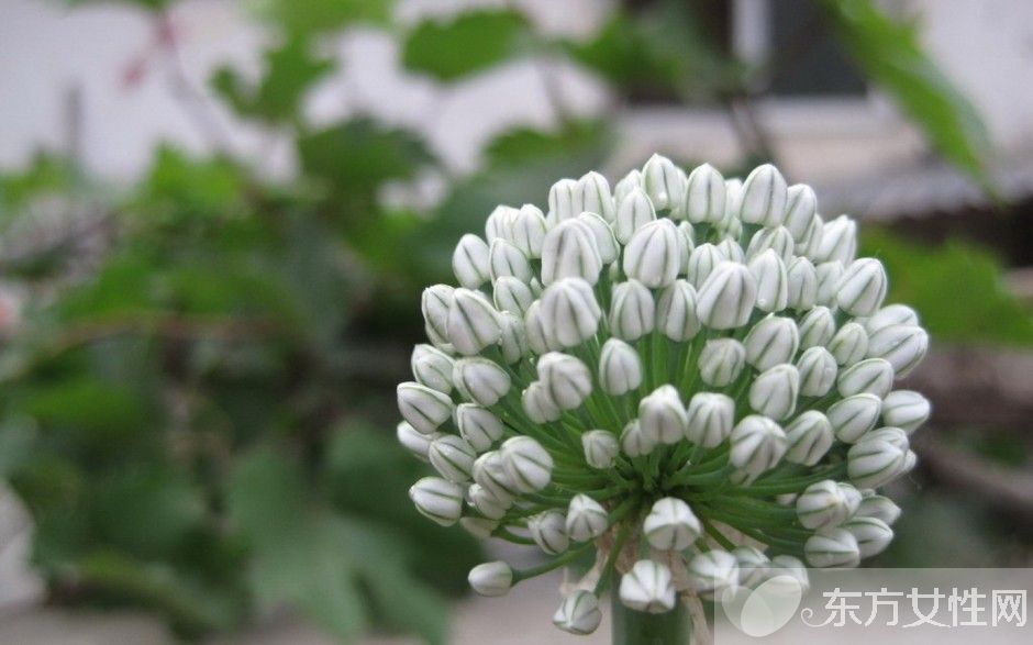 蔥的好處有哪些 吃蔥注意四大飲食禁忌