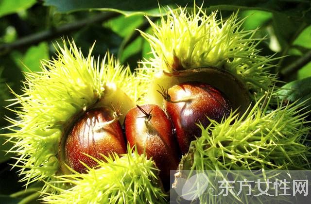 栗子怎么做好吃 板栗這么煮讓你回味無窮