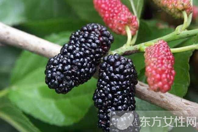 桑果的功效有哪些 這些人不宜食桑果